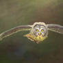 Great Gray Owl