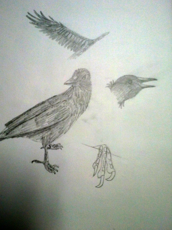 Crow Doodles