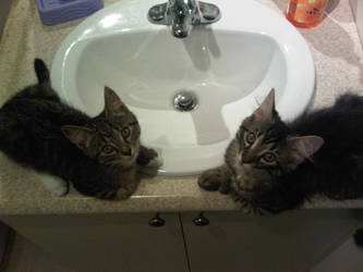 Kitten sink III