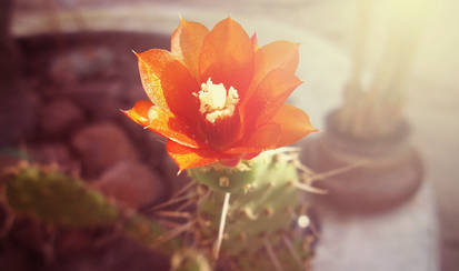 Cactus Flower