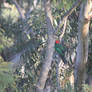 King parrot