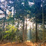 Forest near Groesbeek, autumn November 2014.