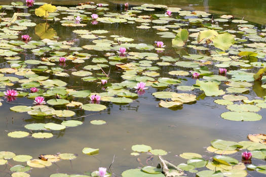 Lily Pond