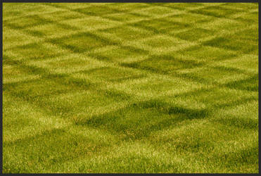 Grass in Plaid