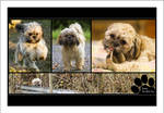 Fanta The Shih-Tzu by sG-Photographie