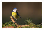 Perched on a Tree by sG-Photographie