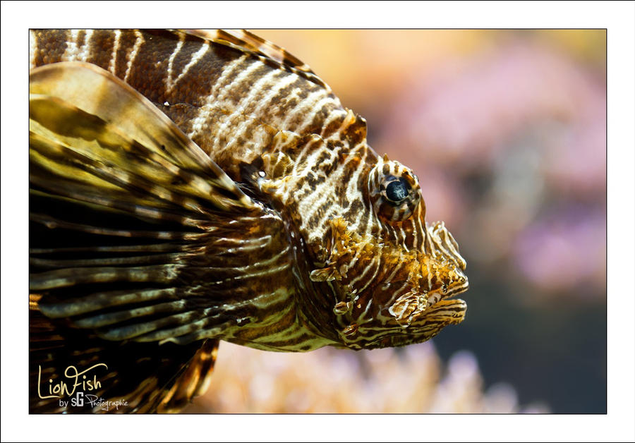 LionFish