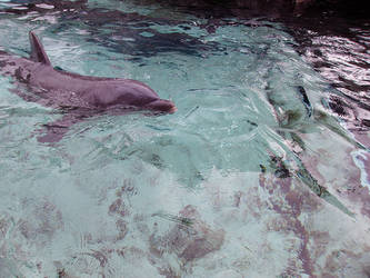 Dolphin (2)