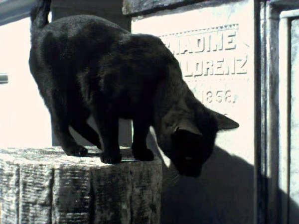 Nahnay (The Cemetery Cat)