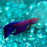 Betta Bokeh