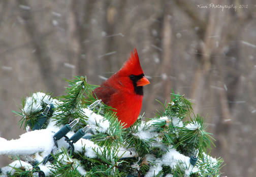 Cardinal