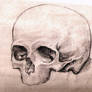 skull