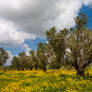 Olives of Israel