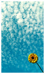 Sky above the flower