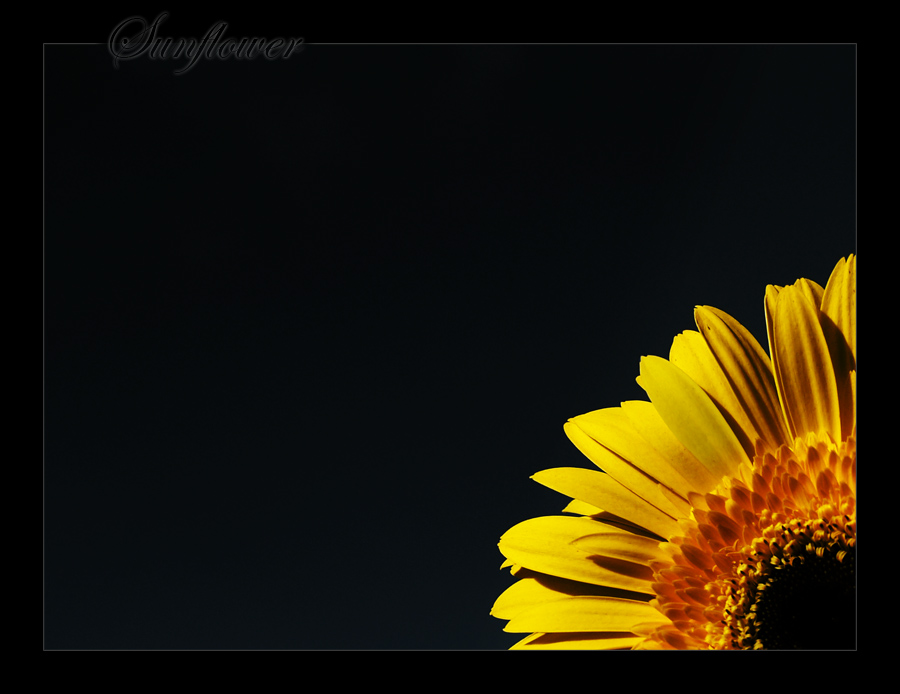 Sunflower :redone