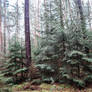 Fir trees