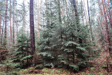 Fir trees