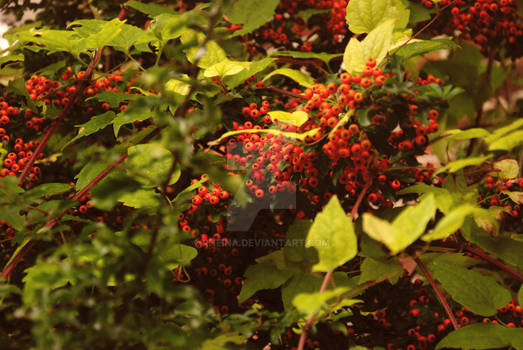 tiny berries