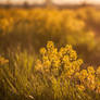 Sunset flowers