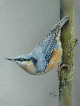 Nuthatch