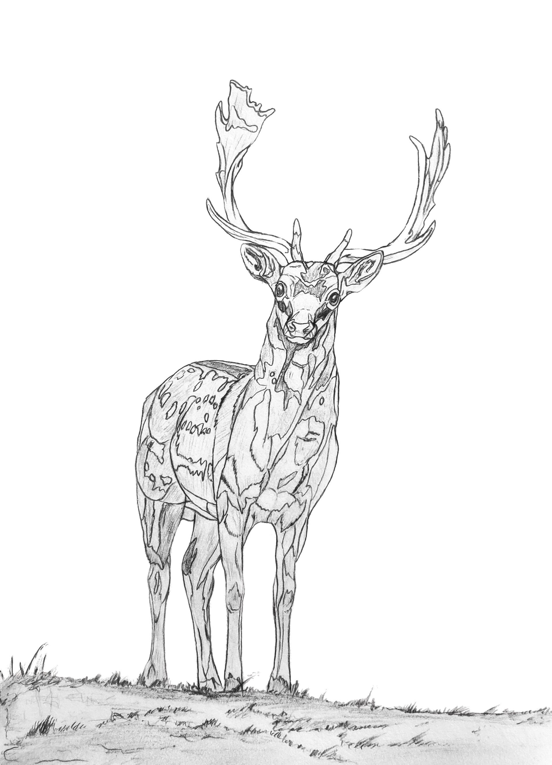 Deviantart Fallow Fallow Deer by SarahRitter on DeviantArt