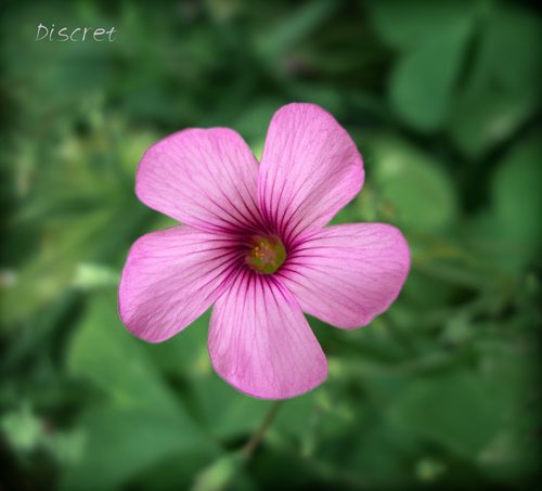 flower 096