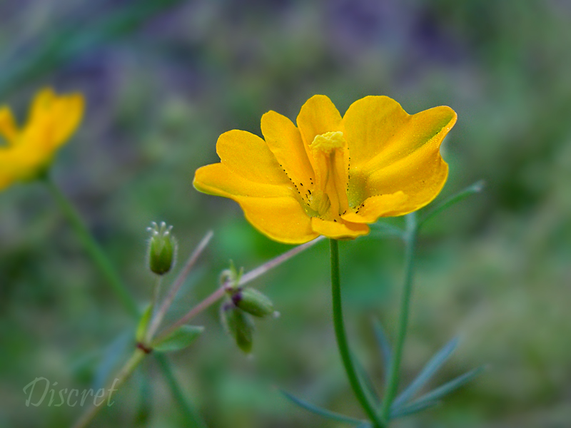 Yellow Flower