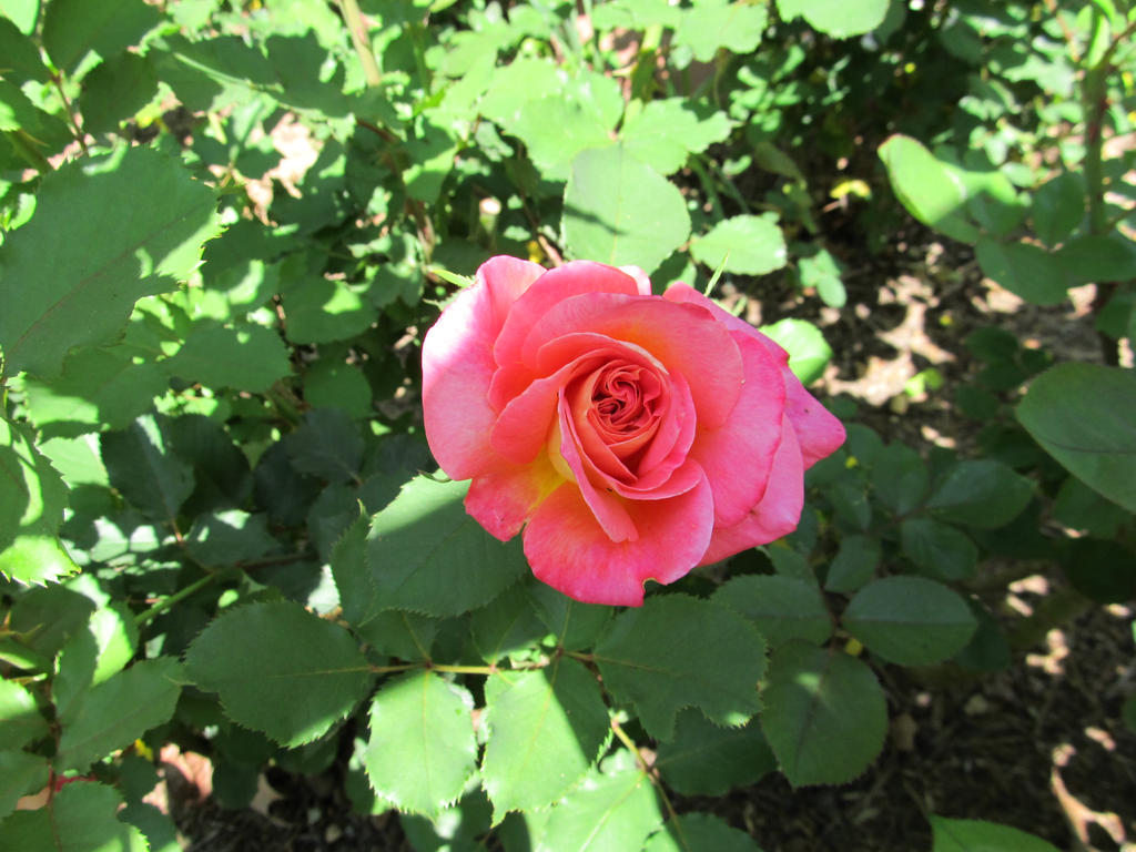 Hybrid Tea Rose