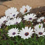 African Daisies