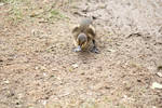 The Littlest Duckling by JVCA