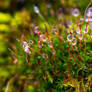 Fresh Droplets on Moss