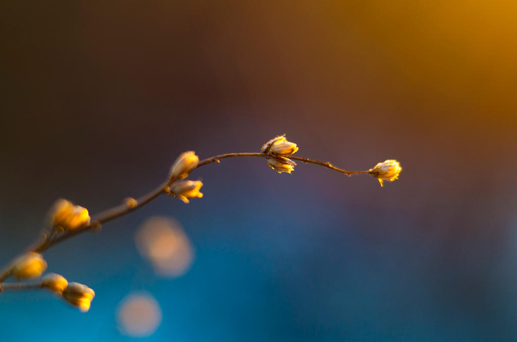 In the warm northern winter by sulevlange