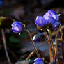 Liverworts in the Evening