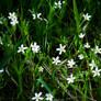 Greater Stitchwort 2