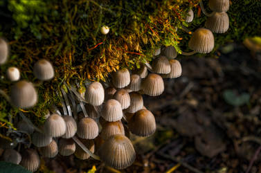 Tiny Mushrooms by sulevlange