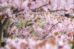 Cherry Blossom fun