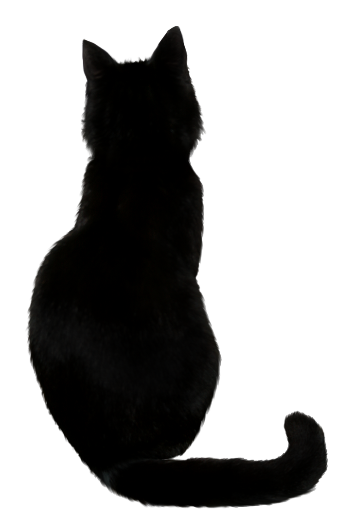 Black Cat Stock I by AnOtherSunrise