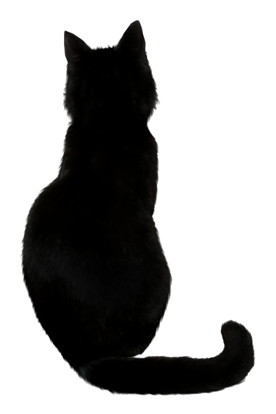 Black Cat Stock I by AnOtherSunrise