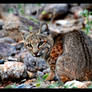 Bobcat