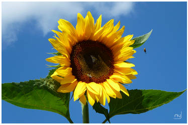 Bees Love Sunflowers