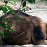bx zoo - nice hump