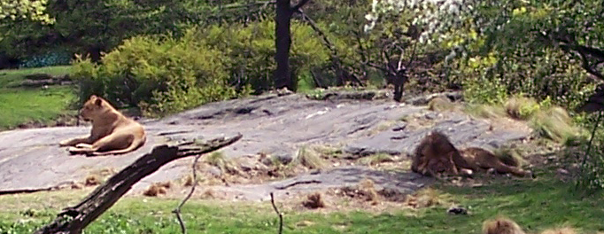 bronx zoo - king and queen