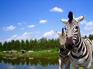 zebra