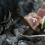 BBQ09