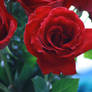 Red Roses 1