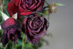 Withered Roses 2 by sd-stock