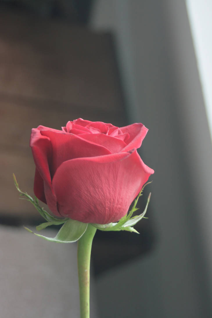 Rose 3 by sd-stock