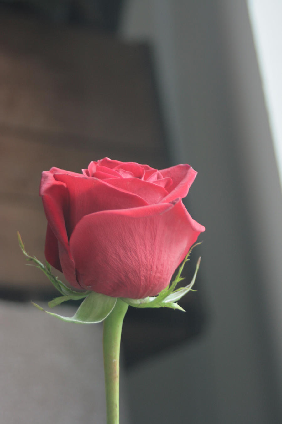 Rose 3 by sd-stock