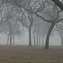 Foggy Forest 38