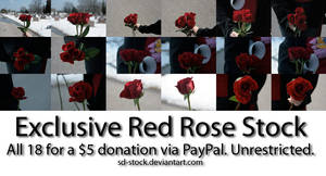 Exclusive Red Rose Stock